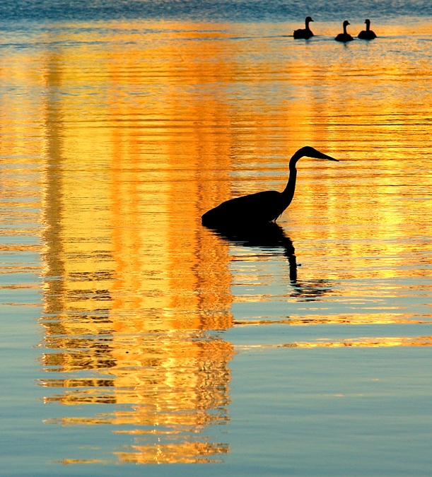 On golden lagoon