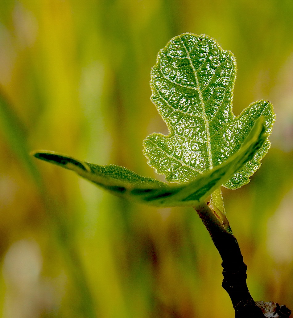 Young Fig Leaves