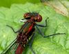 Large Red Damselfly (Pyrrhosoma nymphal) - Head and Thorax