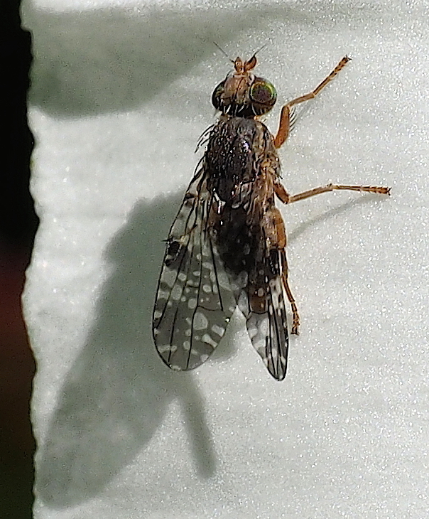 Unknown Fly