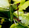 Large Red Damselflies In Tandem and Egg Laying by Ken Thomas