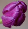 Tulip by Ken Thomas