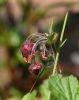 Water Avens (Geum Rivale) by Ken Thomas