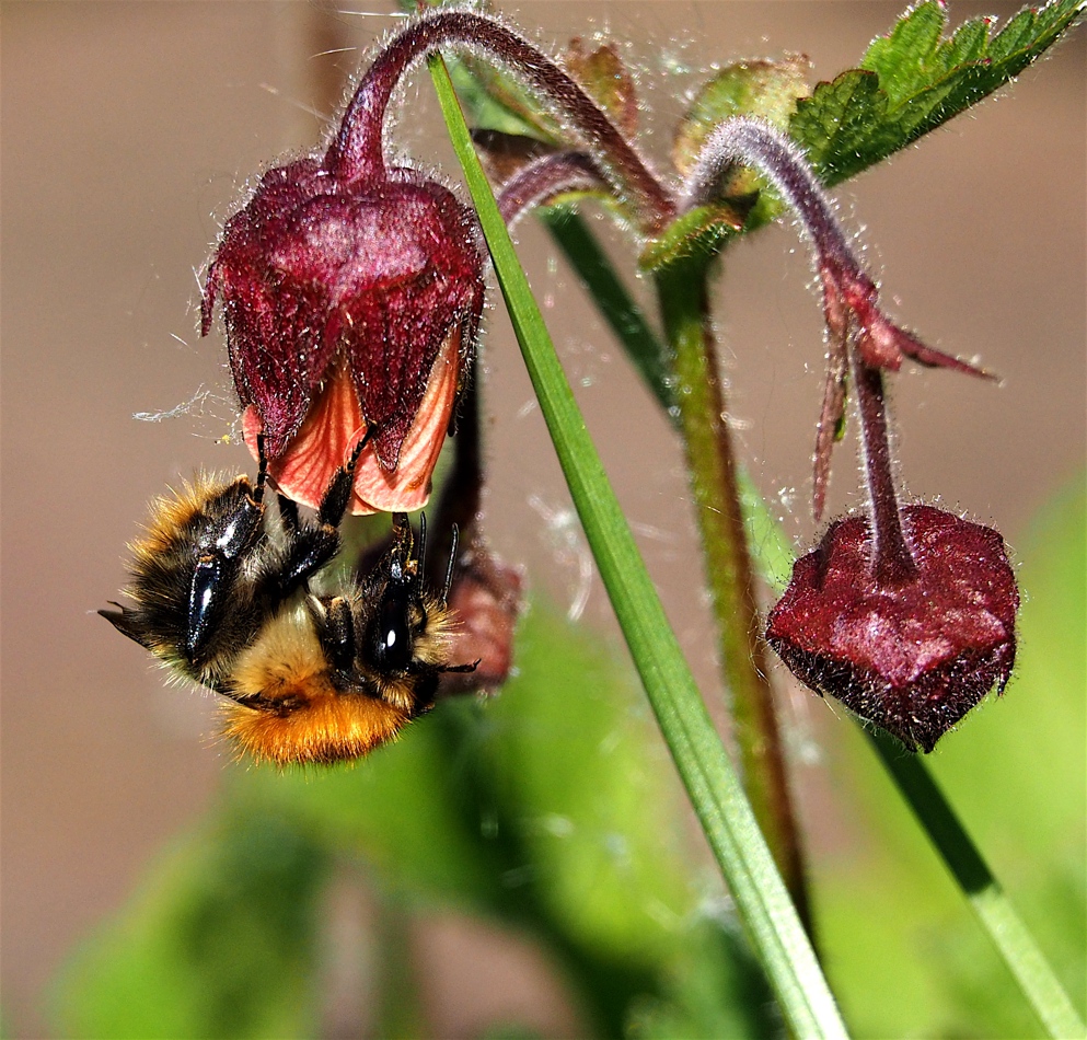 Bee feeding on Water Avens