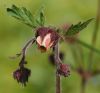 Water Avens revisited by Ken Thomas
