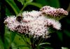 Hemp Agrimony comes into flower by Ken Thomas