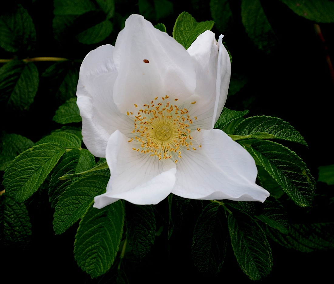 Rosa Rugosa