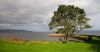 Tree by the Sea by Ken Thomas