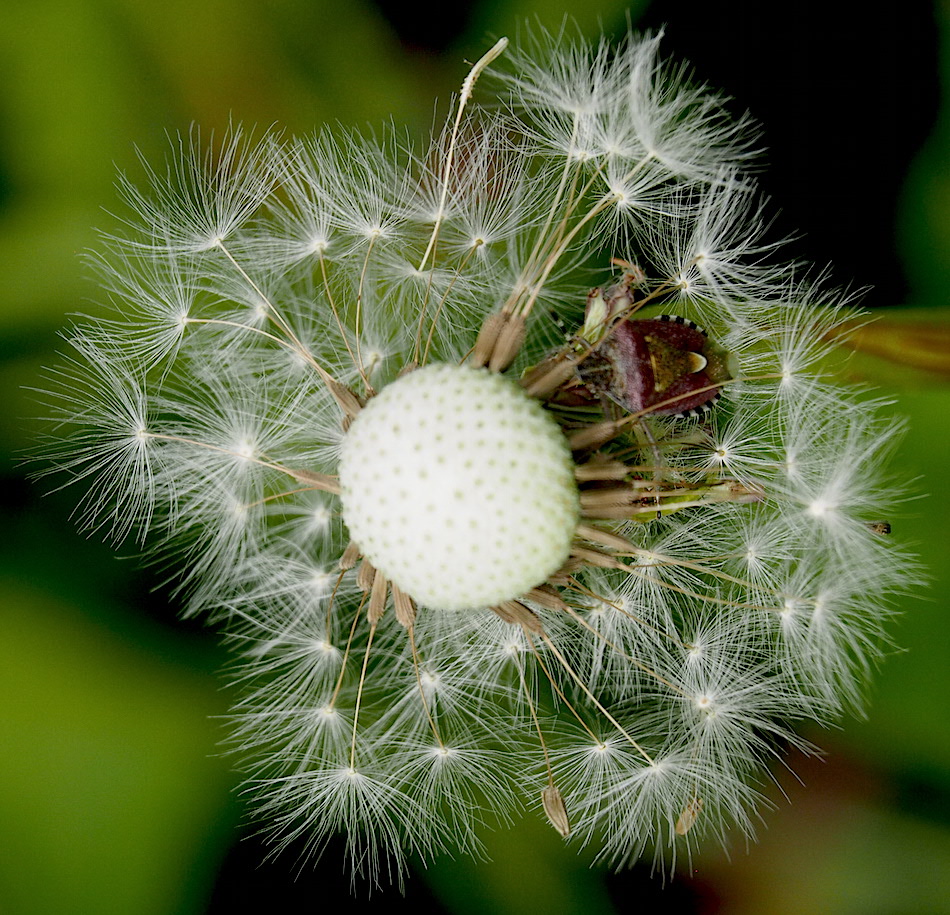 Stink Bug on Dandelion Seed Head