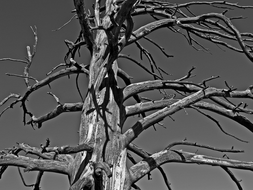 Dead Tree at Tony Grove