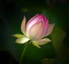 Lotus (2) by Rina Kupfer