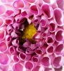 pink flower by Rina Kupfer