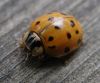 Ladybug by Rina Kupfer