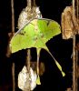 Big Green Butterfly by Rina Kupfer