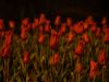 Tulip at night by Rina Kupfer