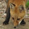 Baby fox-2 by Rina Kupfer