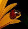 Lady Bug by Rina Kupfer