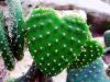 Cactus (2) by Rina Kupfer