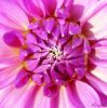 Purple Flower by Rina Kupfer