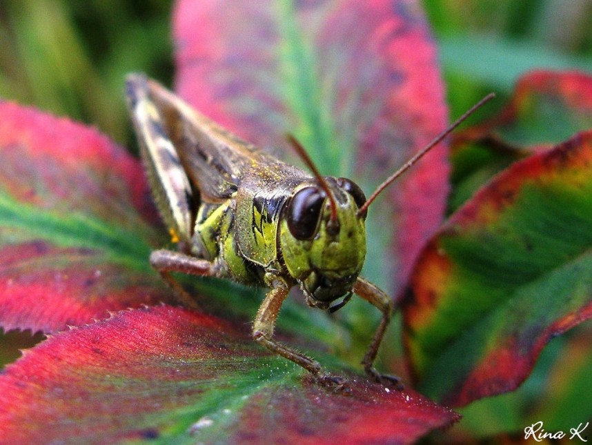 Grass Hopper