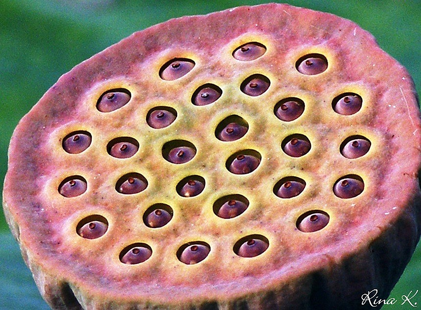Lotus Seed pod