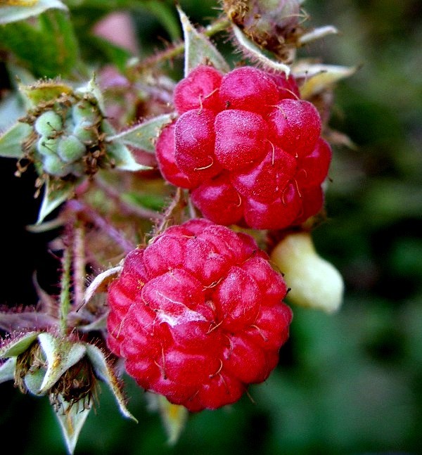 Raspberris