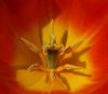 Tulip by Rina Kupfer