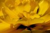 Yellow by Rina Kupfer