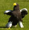 African Eagle, 