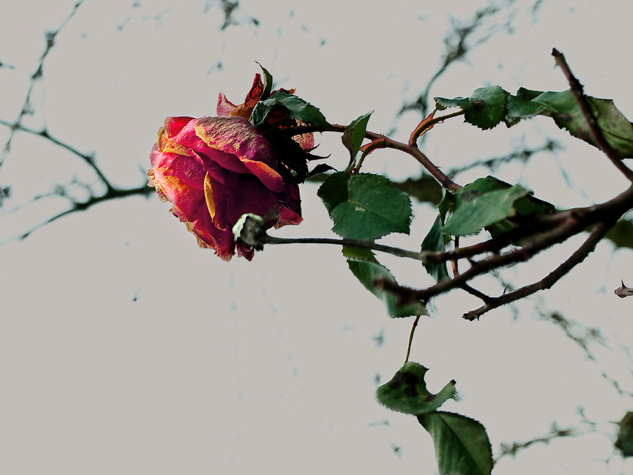 dying Rose