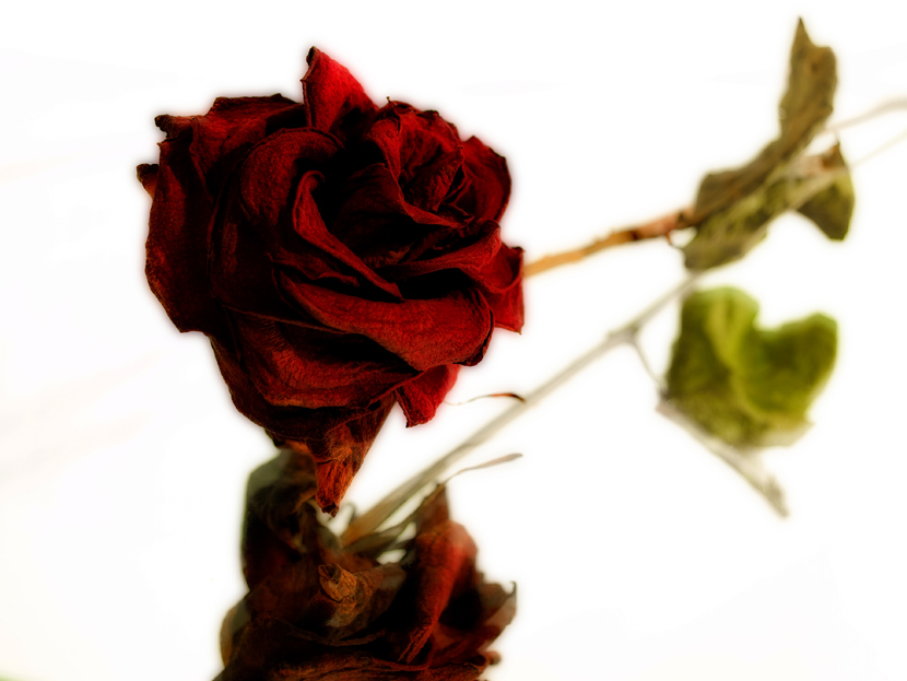 dead Rose