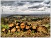 Logs With A View by Dave O