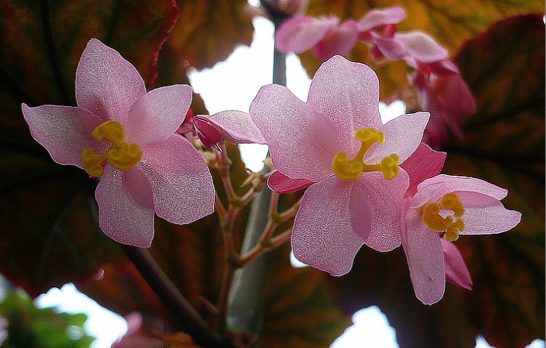 Showing Off The Pink