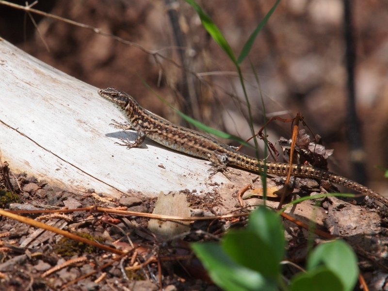 lizzard losing skin