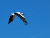 stork by Carlos Armas