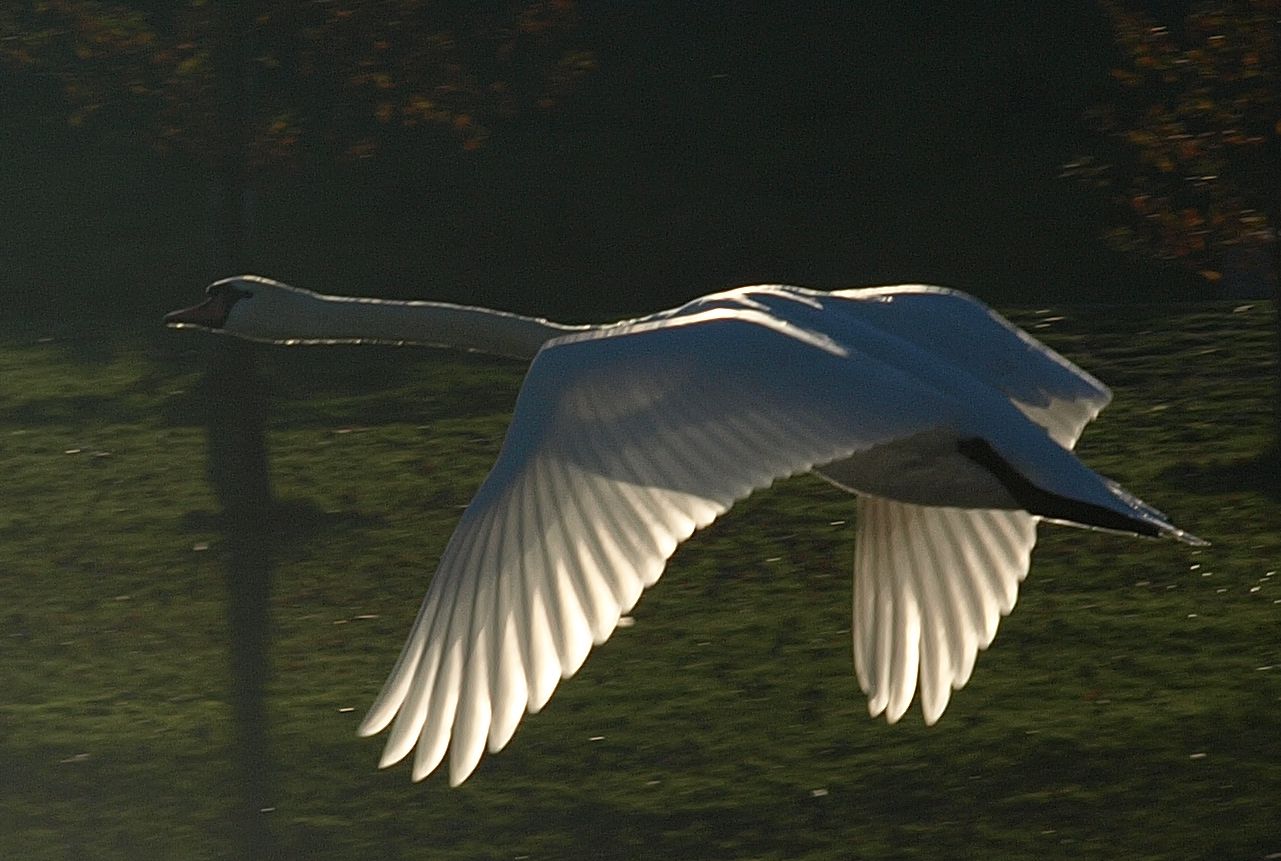 swan