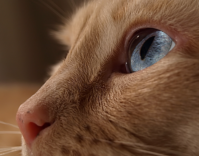 Cat Eye Blue
