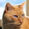 Cat Eye Blue II