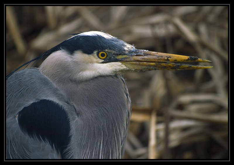 Muddy beak