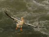 White pelican landing by Carlos Perucca