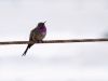 Atacama hummingbird by Carlos Perucca