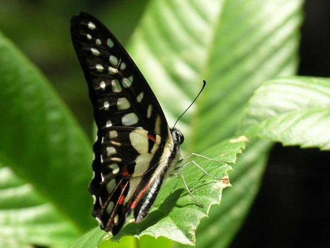 Butterfly Tioman