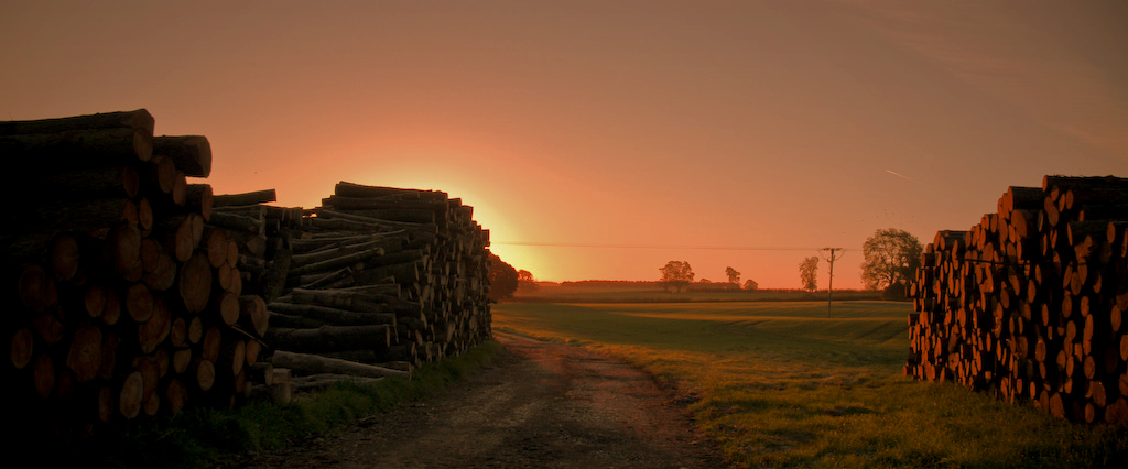 Logs At Sunrise