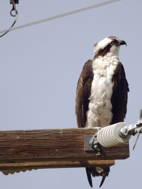 Osprey