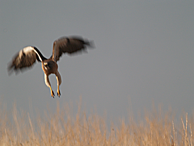 Hawk attack