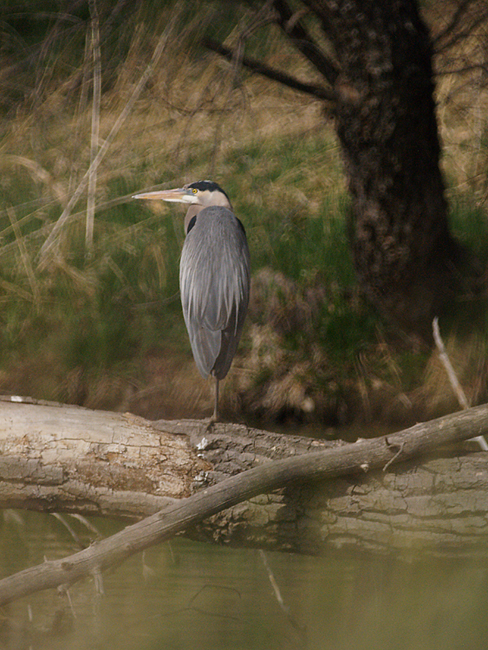 heron