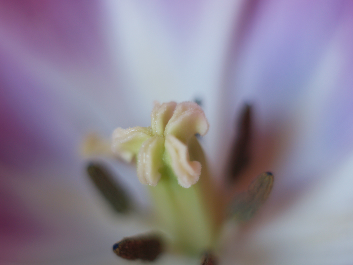 tulip macro