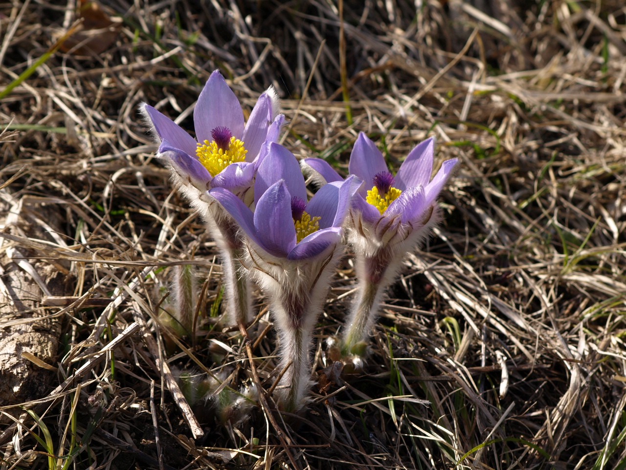 pasqueflower