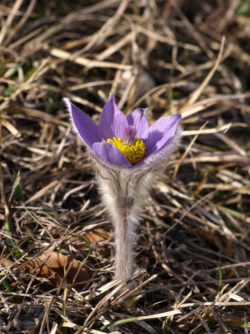 pasqueflower 2