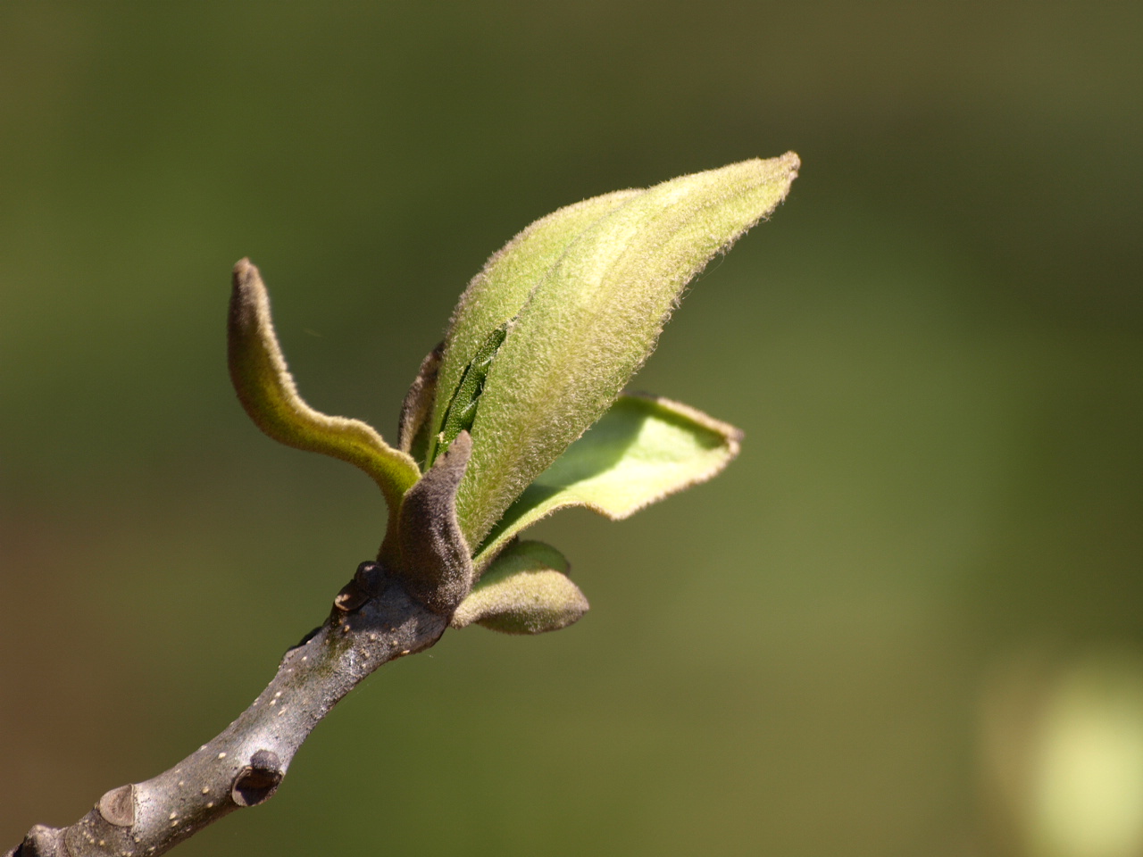 bud